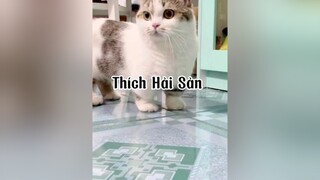 Bọn này láooo qué cat mèo