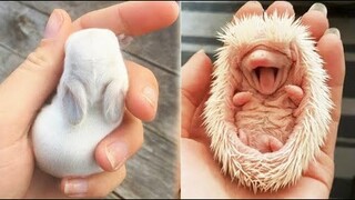 Cute baby animals Videos Compilation cute moment of the animals - Cutest Animals #2