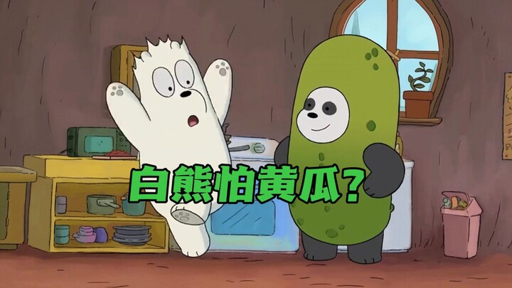 天不怕地不怕的白熊居然害怕一根小黄瓜。