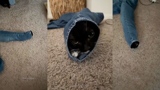 Black Cat: Could you let me out first, and then laugh?