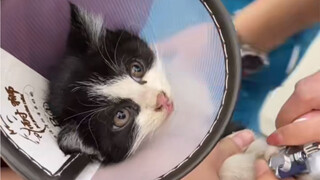 我们的领养宗旨是，现抓现领养，绑架代替购买，最难抓的小奶牛被抓到了。