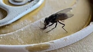 Licking an icy railing in northern winters probably feels about the same...