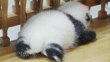 Cute Sleeping Pandas!