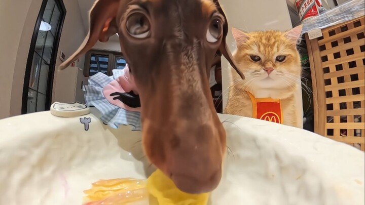 Anjing kecil senapan mesin~