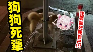 狗狗抽风了也是会勒死自己的！！！