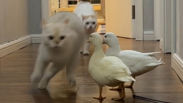 Four male cats, eight hundred evil intentions