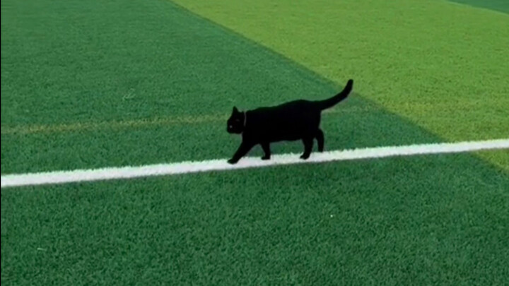 The little black cat walks in a straight line