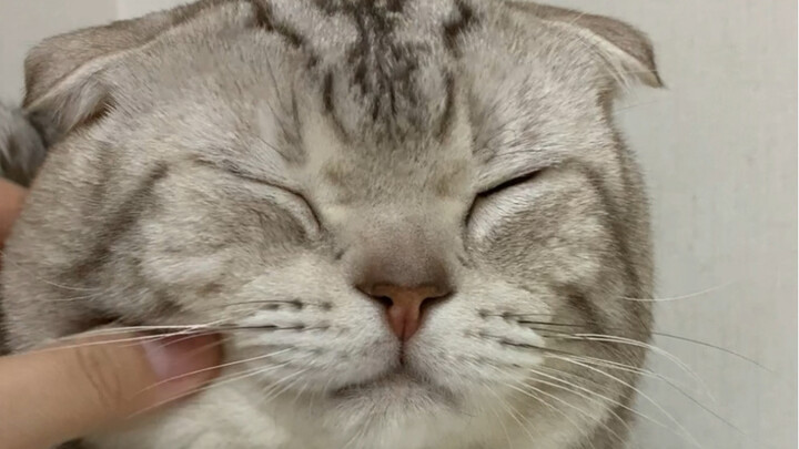 Touch the tiger’s face in the Year of the Tiger for a happy and prosperous year!