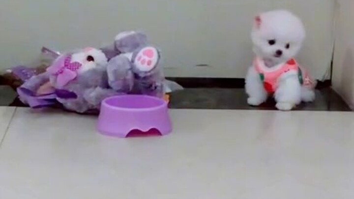 tội em chó quá mọi người ơi