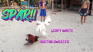 Leapy White VS Boston Sweater Spar!!                JRP Gameyard