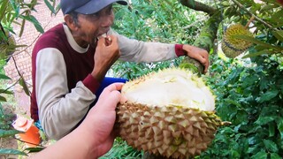 MAKAN DURIAN DI ATAS POHON LANGSUNG !