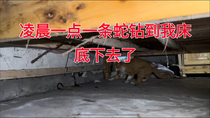 Just finished playing Three Kingdoms Kill and was about to turn off the lights to sleep when I notic