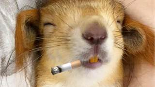 You have yellow teeth and you say you don’t smoke?