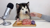 [Hewan] Mukbang si Anjing Keras Kepala