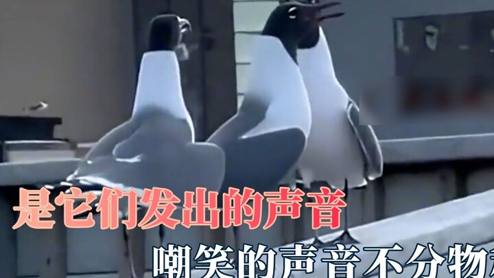 ยากจะจินตนาการว่านี่คือเสียงที่พวกมันส่งออกมา: โกลเด้นรีทรีฟเวอร์หัดเห่าแบบหมาป่า