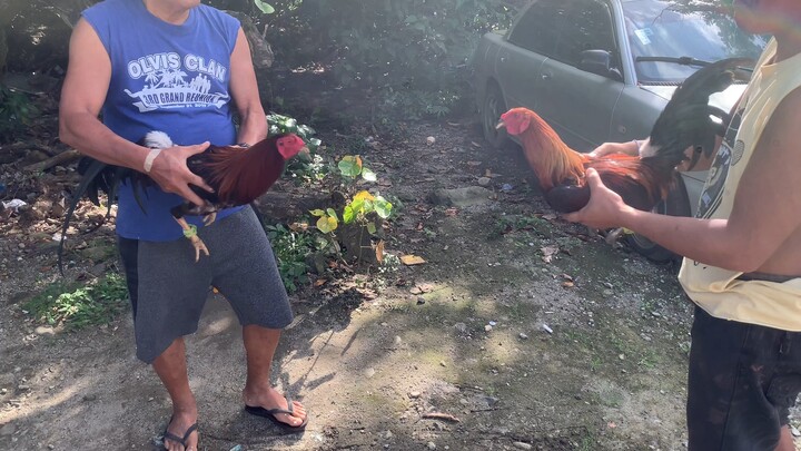 GILMORE HATCH for sale 11 months only 3k