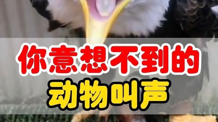 Real animal sounds—hilarious!