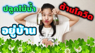 อยู่บ้านเบื่อๆ มาปลูกต้นไม้อยู่บ้านต้านโควิดกัน