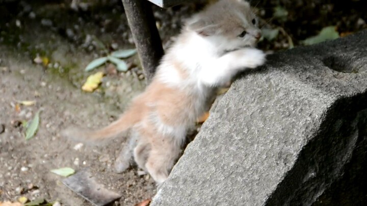 Whiskers' Grand Adventure" cute cat