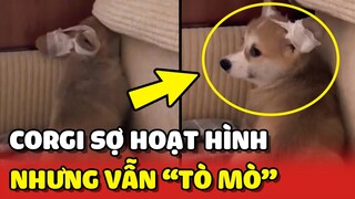 Phản ứng HÀI HƯỚC của bé Corgi khi xem phim hoạt hình "KINH DỊ" 😂 | Yêu Lu