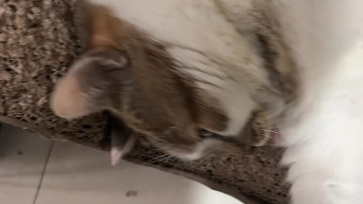 早期小狗讨好煤球的手段