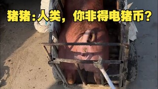 猪猪:人类，你非得电猪币？
