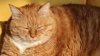 Apakah ini kucing murah yang saya beli seharga 20 yuan?