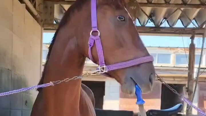 حِدّاد الحوافر: ساعدني بحمل الأدوات.   الحصان: تمام!