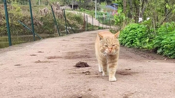 Big Orange's Mating Attempt Fails! Down in the Dumps