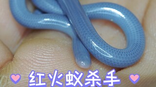The world's smallest snake can conquer our troublesome red fire ants