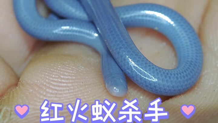 The world's smallest snake can conquer our troublesome red fire ants