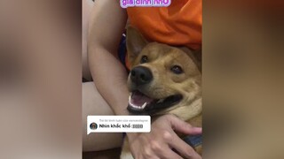 Trả lời  Nụ cười này hết khắc khổ rồi nhỉ 😂. Bí Ngô hạnh phúc bên gia đình nhỏ, ai ai cũng yêu Ngôchó chó_cưng dog foryou
