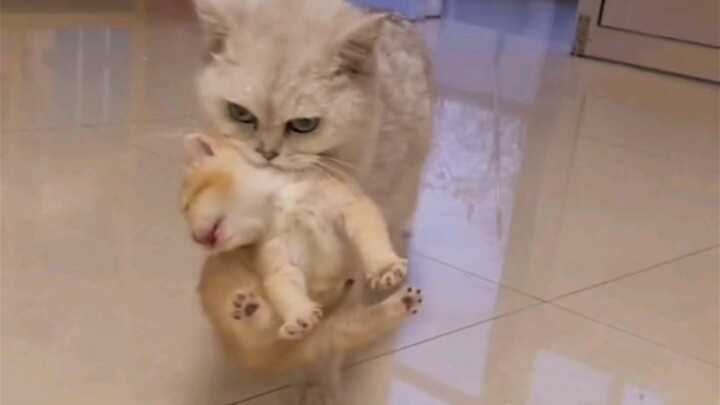 Mom Cat: Don’t worry, with me around, you won’t go hungry!