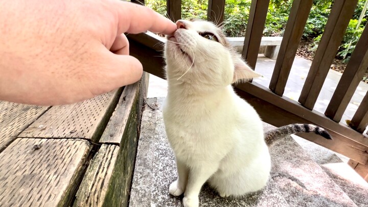 So, this is how you summon cats in the park...