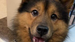 You just can't resist such a longing gaze, can you?