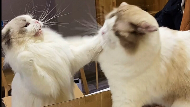 At what moment did you feel your cat’s love for you?