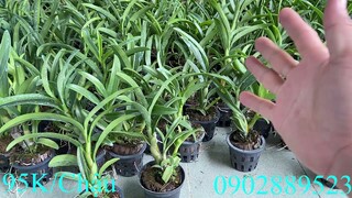 Bán Lan Dendro Nắng Bà Liễu Xưa,Pensoda Đệ Nhất Thơm Giá Rẻ LH Zalo 0902889523! 9/10