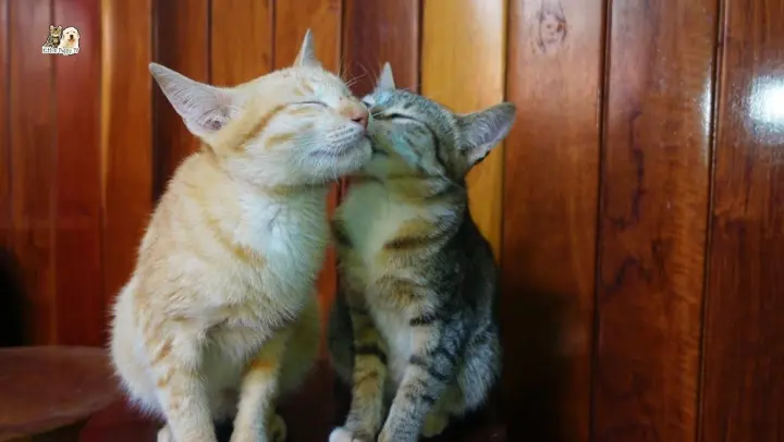 How sweet they are, the two cute sibling kittens grooming