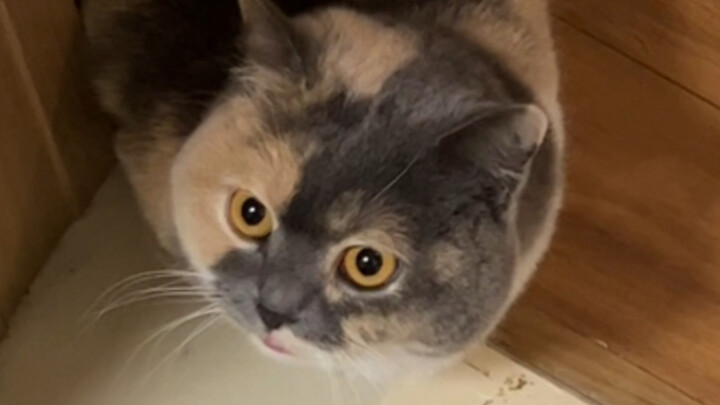 Kucing Sial Manja Ibu