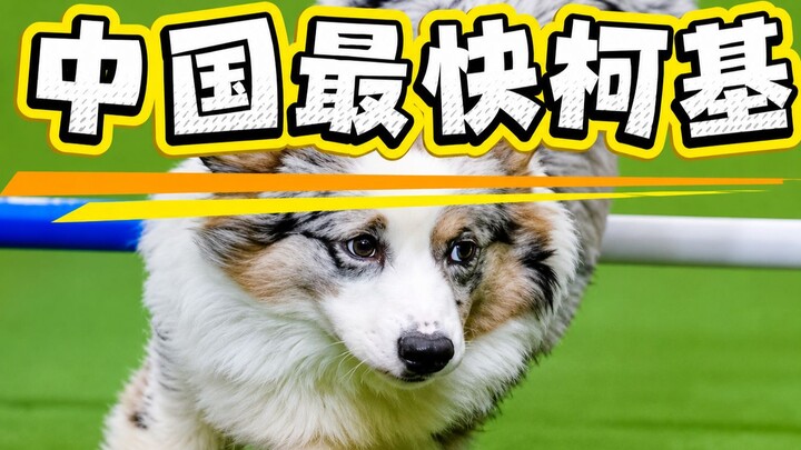 Anjing gembala berkaki pendek akan membuatmu terperangah hanya dalam 26 detik! Xiao Feiji dengan per