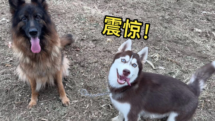 After two months, my Siberian Husky not only doesn’t recognize me anymore, but it’s even been traine
