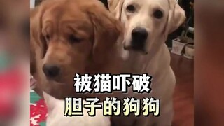 الكلب الذي أصابته القطط بالذعر، لقد أفقد نفسه كل ماء وجهه.