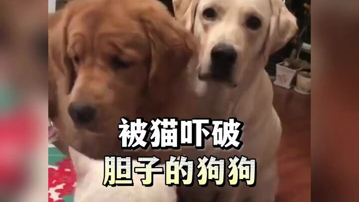 被猫咪吓破胆的狗子，真是把狗脸都丢光了