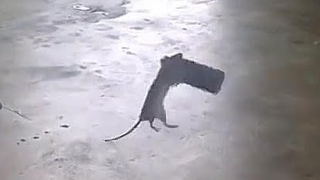 成精的老鼠也怕正常发挥的猫