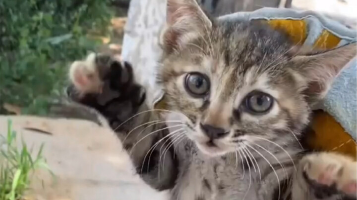 الاختطاف بدل الشراء، القبض الآن وتبنيه فورًا، وحتى إن أحضر لي مُتبنيه باقة من الزهور