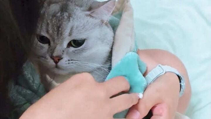 一想到屏幕后面将会有很多只小猫被包起来我就想笑！