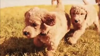 Chụp ảnh siêu dễ thương cho các chú chó trong công viên