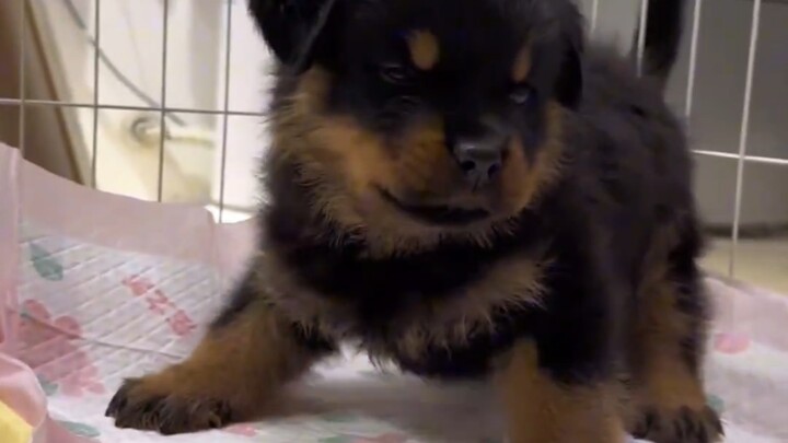 Puppy: Chinese education wins again!