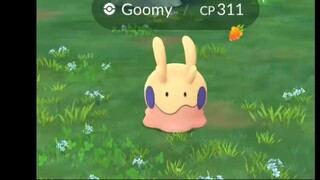 Pokémon GO-Shiny Goomy