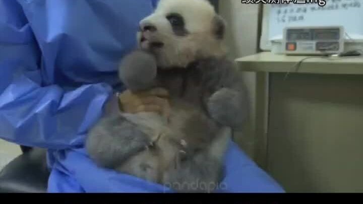 As expected, even pandas can understand Sichuan dialect. Hearing the nanny complain, it couldn’t hel
